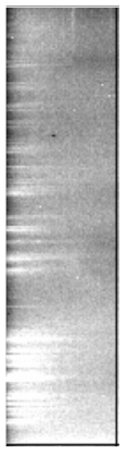 A comb pattern artifact along the edge of an LSSTCam detector.
